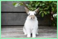 Do rabbits eat caladiums?
